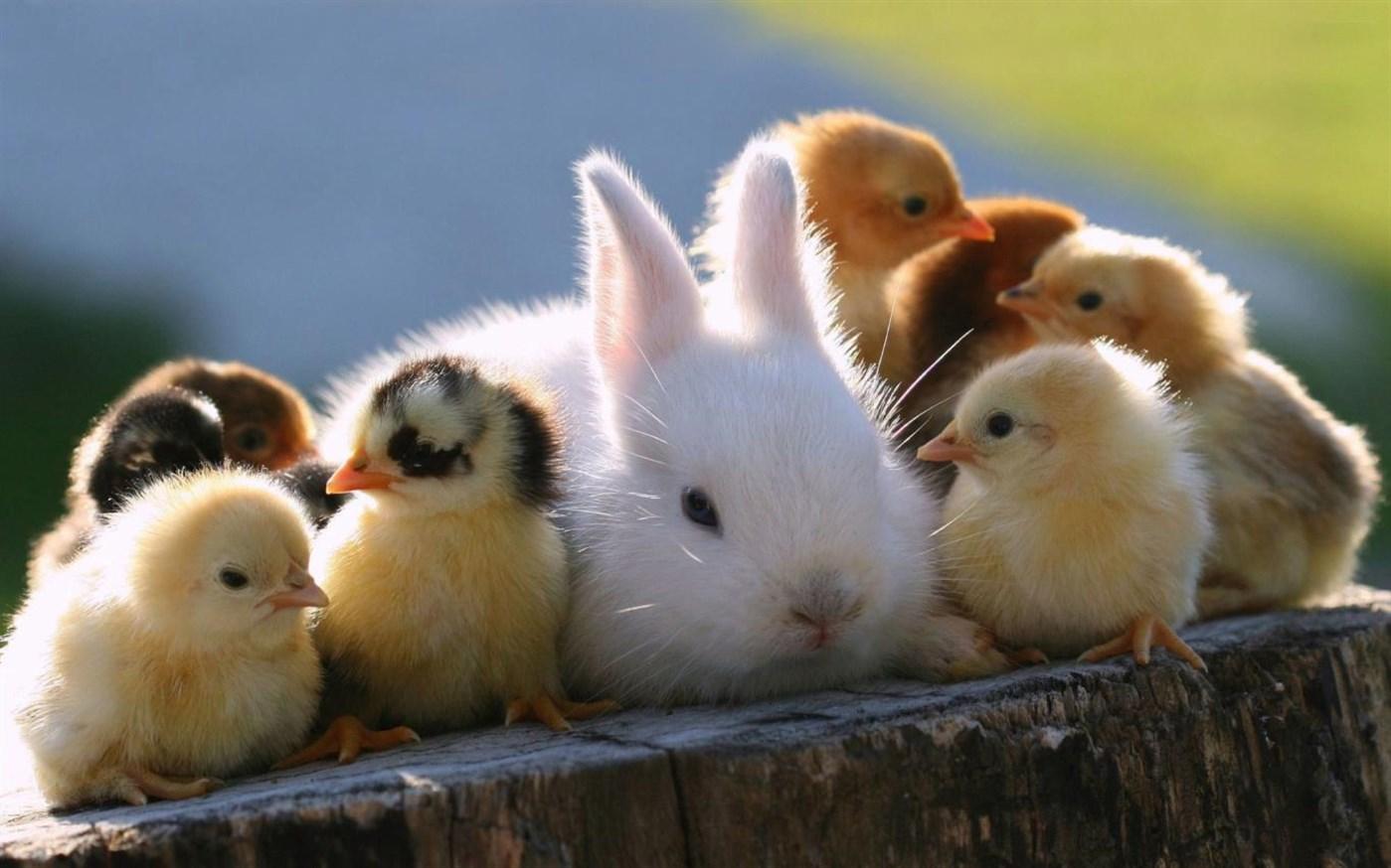 Chicks And Bunnies