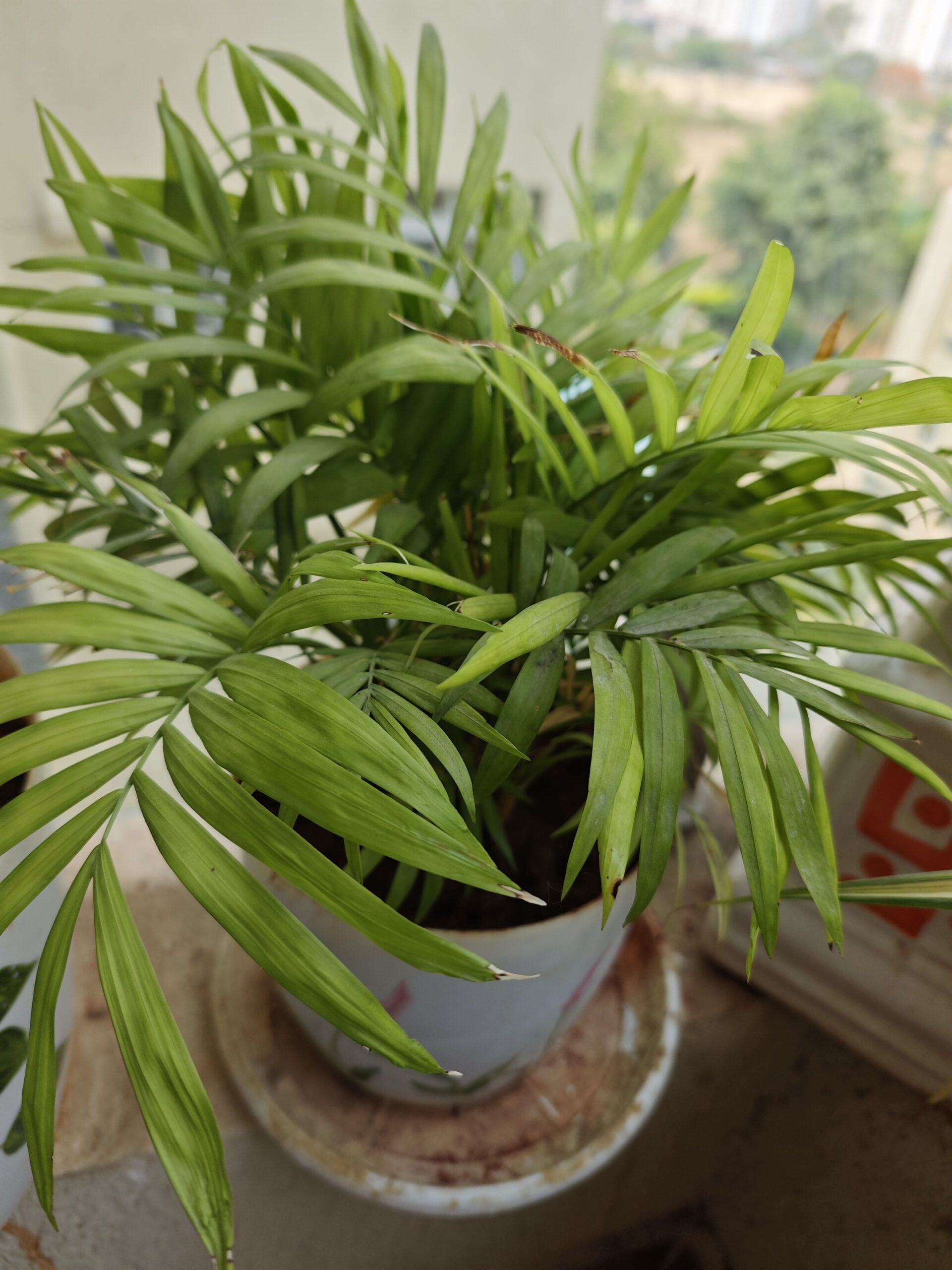 Samsung Galaxy S26 Shot of Plant